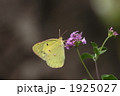 コバノランタナで吸蜜するモンキチョウ