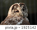 昼間は眠いよう・・・・・ウラルフクロウ