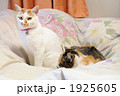 ネコの親子
