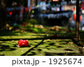 野宮神社の落椿