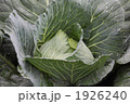 雨に濡れるキャベツ畑 1926240
