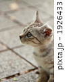 子猫