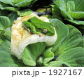 産卵中