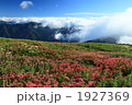 伊吹山のお花畑