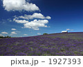 かんのファームのラベンダー畑