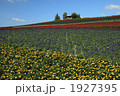 かんのファームのお花畑