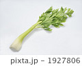 セロリ
