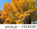 ケヤキの紅葉