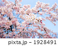 満開の枝垂れ桜の花