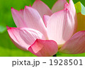 ハスの花のアップ