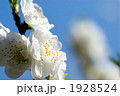 白い花桃の花