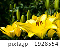 黄色いスカシユリの花