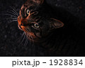 睨む猫