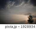 雨上がりの美瑛の夕陽と一本の木