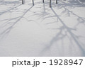 新雪に映る木々の影
