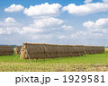 稲穂干しと秋空