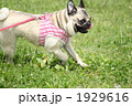 1929616