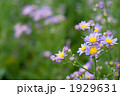 シオンの花