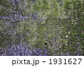 苔生すコンクリート塀