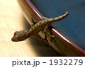 ヤモリ