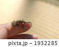 ヤモリ
