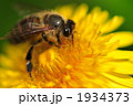 蜜を集める働き蜂