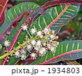 クロトンの花