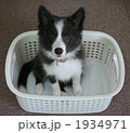 洗濯かごに入る子犬