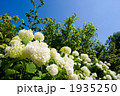 アナベルのお花畑