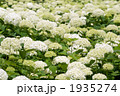 アナベルのお花畑