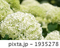 アナベルの花