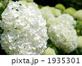 アナベルの花