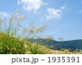 箱根のススキの花と空
