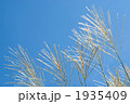 箱根のススキの花と空