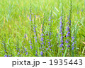 箱根のサワギキョウの花