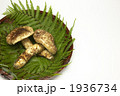 丹波松茸／京都府福知山市三和町産