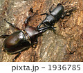 カブトムシ