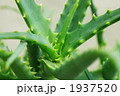 キダチアロエ