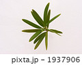 イヌマキの葉２