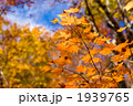 尾瀬のハウチワカエデの紅葉