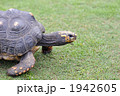 ケヅメリクガメ