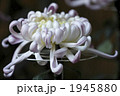 菊の大輪