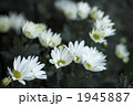 菊