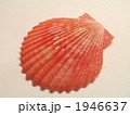 ヒオウギガイ