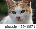 野良の子猫のアップ
