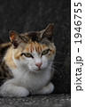 香箱を組む三毛猫