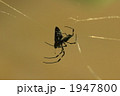 ジョロウグモに捕まったイチモンジセセリ
