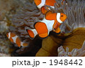 カクレクマノミ