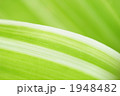 新緑