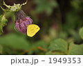甘い蜜